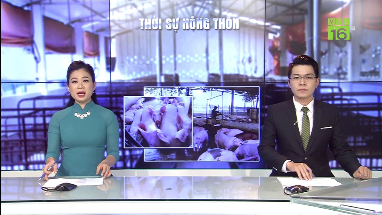 Tái bùng phát dịch tả lợn châu Phi tại Hà Nam | VTC16
