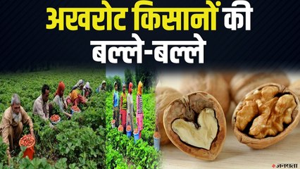 जम्मू और कश्मीर में अखरोट के किसानों खुशी का लहर, मिल सकता है अच्छा दाम!