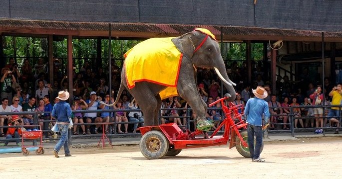 En Floride, des éléphants de cirque retraités vont partir dans un centre de conservation