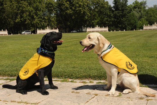 Fundación ONCE del Perro Guía cumple 30 años con 45 canes en Castilla y León