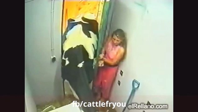 WHEN COWS ATTACK DON'T STOP LAUGHING 11 CUANDO LAS VACAS ATACAN NO PARES DE REIR
