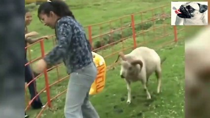 Descargar video:  WHEN THE SHEEP ATTACK  DO NOT STOP LAUGHING 12     CUANDO LAS OVEJAS ATACAN   NO PARES DE REIR