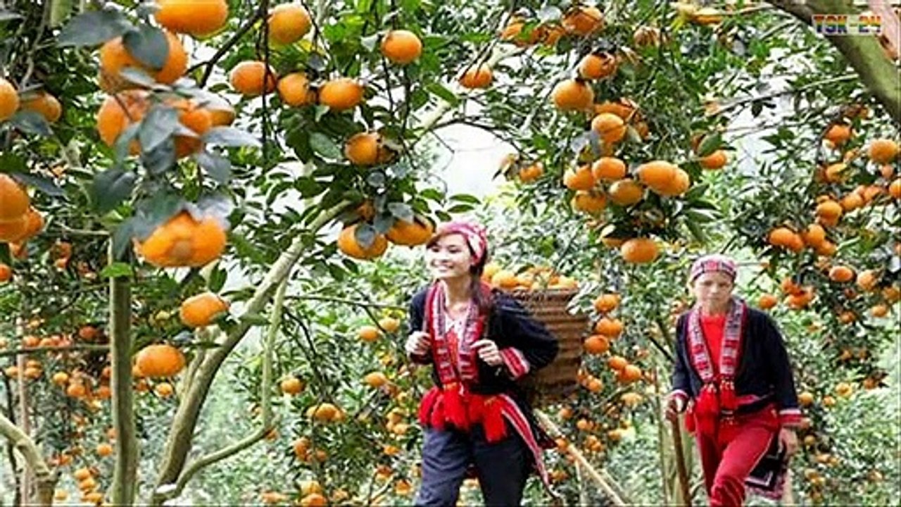 WOW! Amazing Agriculture Technology - Orange tree