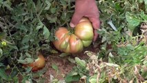 Beyşehirli çiftçi, hobi bahçesinde 1 kilograma ulaşan Osmanlı domatesi yetiştirdi - KONYA