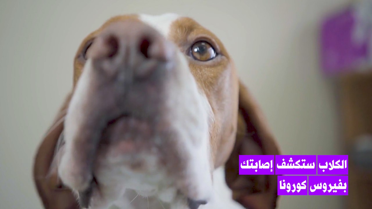 كلاب تكشف مصابي كورونا في هلسنكي