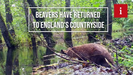 Devon's beavers: how the reintroduction previous of the mammal could help turn the tide on biodiversity