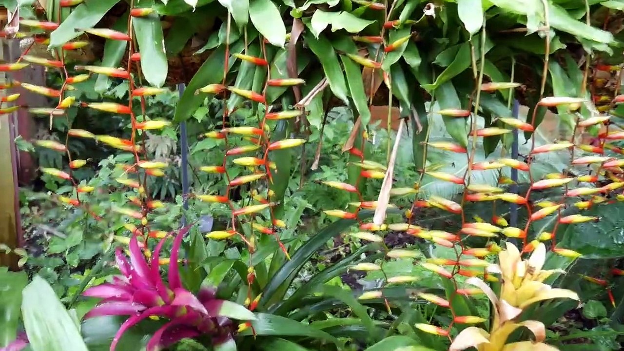 Relax With Some Exotic Flowers