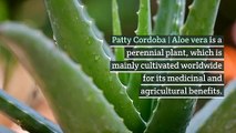 Patty Cordoba | Medicinal Benefits of Aloe Vera