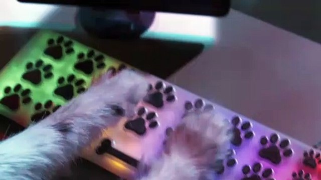 Como perros y gatos: La patrulla unida – Tráiler oficial HD