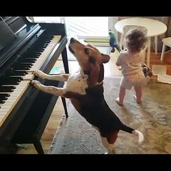 Concierto de firulais