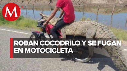 Jóvenes se roban cocodrilo en Sinaloa