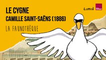 Saint-Saëns : Le Cygne - La Faunothèque