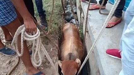 ओम गेस्ट हाउस के पास नाले में फंसी गोवंश, गौ रक्षा सेवा समिति की टीम द्वारा नाले से निकाला बाहर