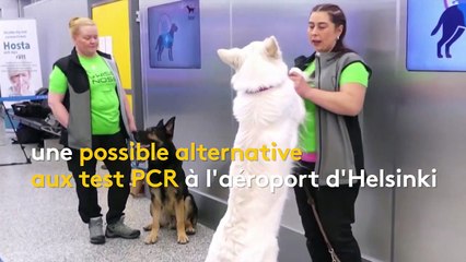 En Finlande, des chiens renifleurs détectent la Covid-19
