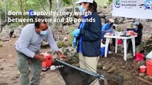 Galapagos wild tortoises born in captivity released