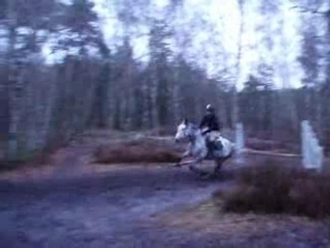 Myosotis, kazan et flash