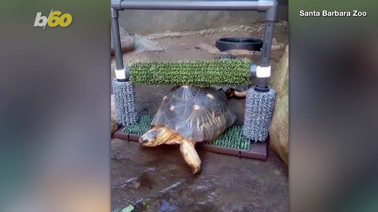 Zookeepers Built a Back-Scratching Device for Tortoise Who Likes Having Its Back Scratched So Much