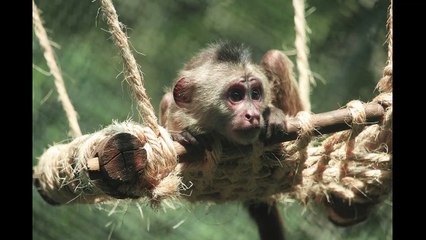 English Synonyms and Antonyms, Section 66: Venial to Virtue