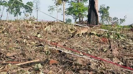 Una rata detectora de minas, premiada en el Reino Unido por su valor