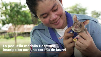 Magawa, la rata detectora de minas antipersona es condecorada por su trabajo