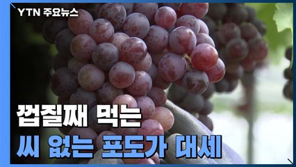 껍질째 먹는, 씨 없는 포도가 대세...주목 받는 삼총사 / YTN