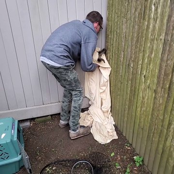 Man Rescues Raccoon that is Stuck Between Fences