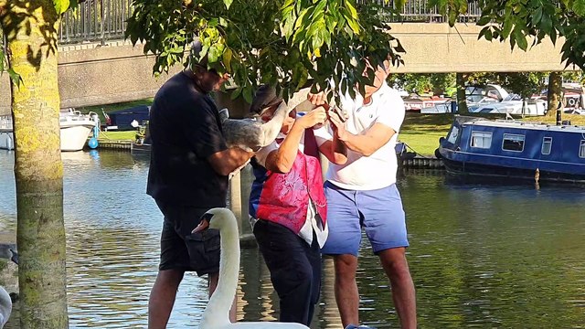 Kind Strangers Rescue Swan from Fishing Wire and Hook Stuck in Its Beak