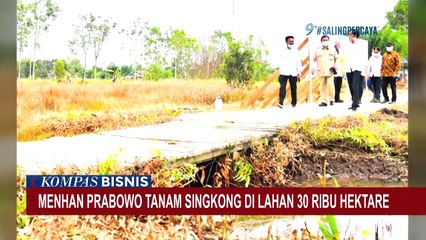 Presiden Jokowi Tugaskan Kementerian Pertahanan Kembangkan Komoditas Singkong