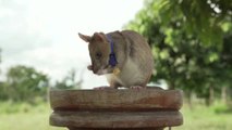 Una ONG británica concede a una rata gigante la medalla de oro por valentía al detectar minas terrestres en Camboya