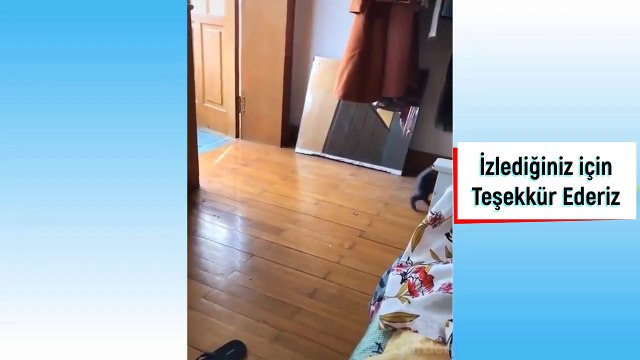 NAUGHTY CATS 2 DON'T STOP LAUGHING 14 GATOS TRAVIESOS 2 NO PARES DE REIR