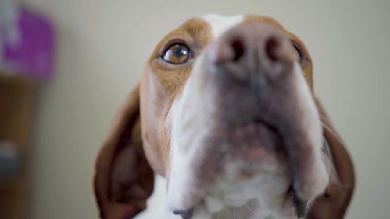 Flughafen Helsinki rekrutiert Coronavirus-Spürhunde