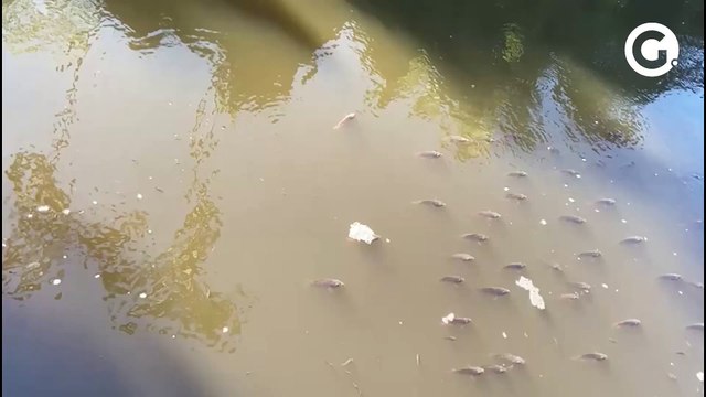 Peixes mortos são encontrados em córrego do Balneário de Manguinhos