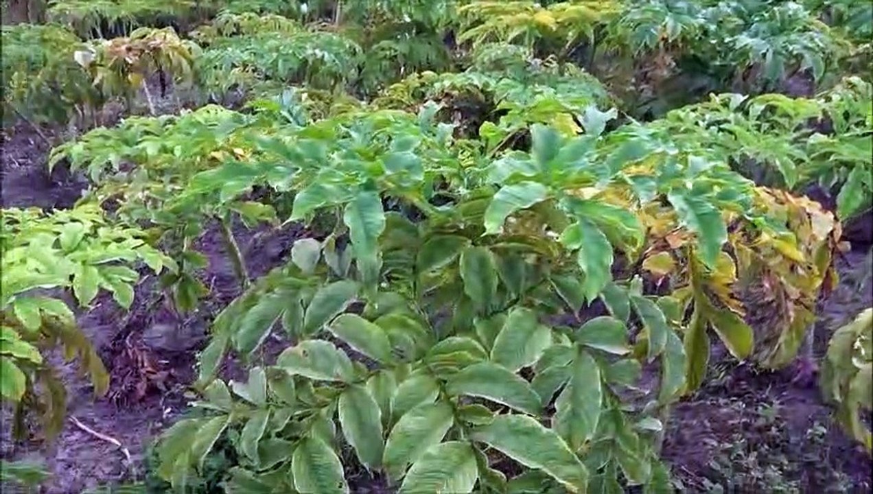 Suran Chutney | जिमीकंद चटनी । Ole Chutney । Elephant Yam Chutney