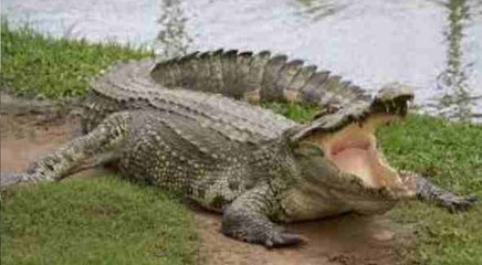 हरिद्वार: 13 साल की बच्ची को खींच ले गया मगरमच्छ, तालाब किनारे फूल तोड़ने गई थी