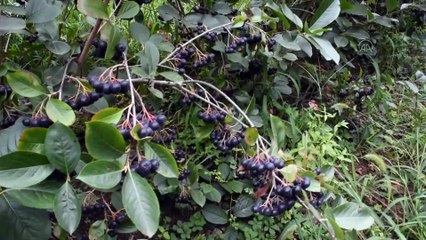 'Süper meyve' üreticilerin gelir kapısı olacak - TRABZON