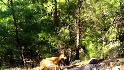 Yaban keçileri foto kapanlara takıldı