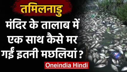 Tamil Nadu: इस मंदिर के तालाब में मिली मरी हुई मछलियां, लोगों ने उठाए ये सवाल । वनइंडिया हिंदी