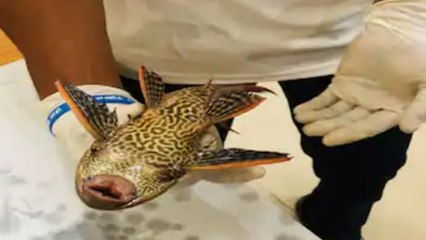 Ajab Gajab: Varanasi की गंगा जी में मिली अमेरिका की मछली, देख कर हो जाएंगे हैरान | Boldsky