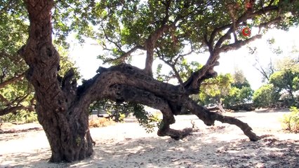 Türkiye ile Yunanistan’ın “sakız” düellosu