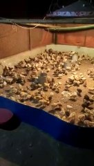 Tiger Murgi টাইগার 17দিনেরবাচ্চা বিক্রি হবে ।।। ৩০০ গ্রাম ওজন