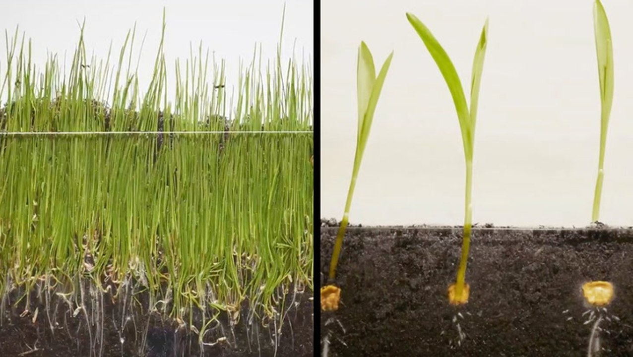 Watching These Plants Grow Is Oddly Satisfying
