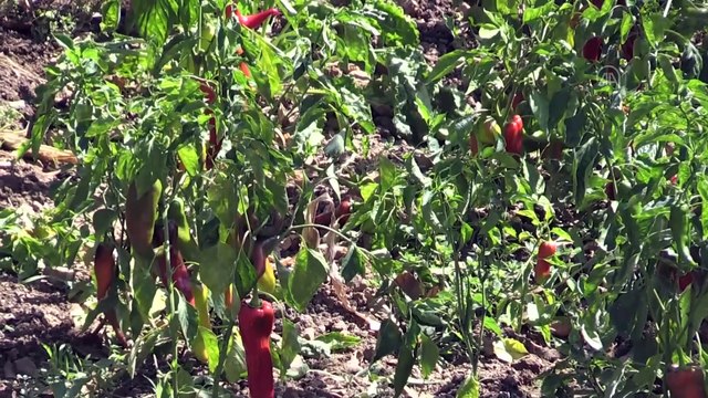 2 bin nüfuslu beldede kurulan kooperatif kadınlara umut oluyor - KARAMAN