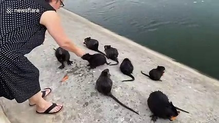 Kind woman feeds swamp rats on river bank in Italy