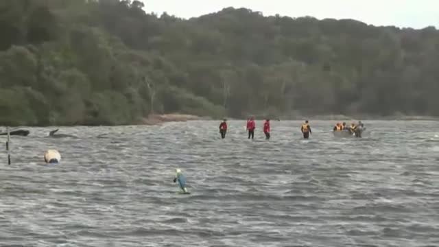 Evacúan los cuerpos de las más de 350 ballenas muertas en las costas australianas