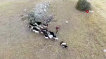 Elazığ’da firar eden hayvanlar, 7 kilometre uzakta drone ile bulundu