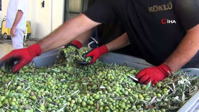 Zeytin ve zeytinyağının başkenti Ayvalık’ta yılın ilk erken hasat zeytinyağı sıkıldı