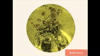 İkizler Burcu özellikleri