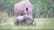 Kenya scientists try to save rare northern white rhinos