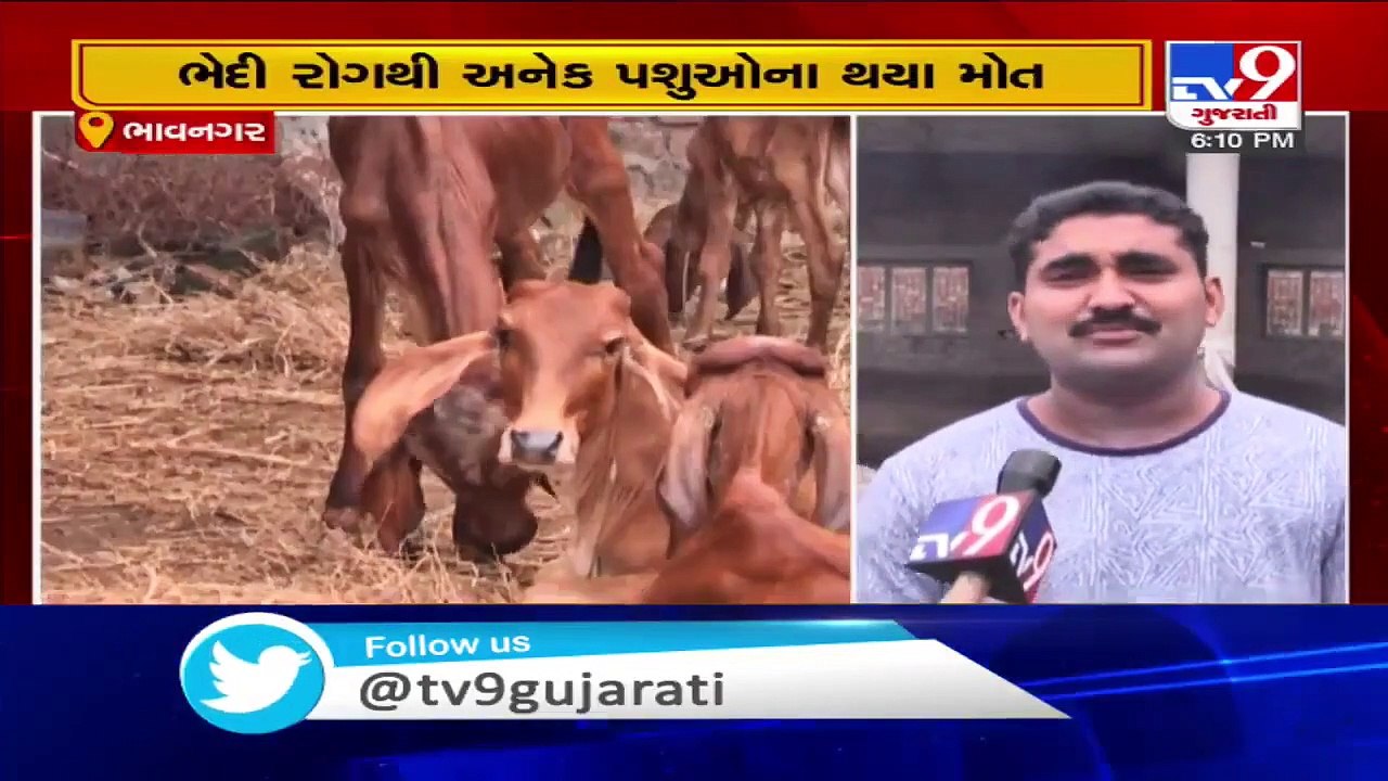 Mysterious disease killing cattle, animal keepers worried - Bhavnagar - Tv9GujaratiNews