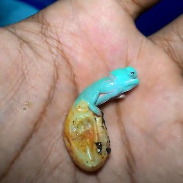 Quoi de plus mignon que la naissance d'un bébé caméléon